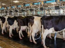 Élevage bovin : une union franco-québécoise de chercheurs pour améliorer la qualité du lait