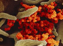 Recherche en France : les origines probables du coronavirus