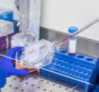 Universités françaises : promouvoir la recherche biomédicale en France