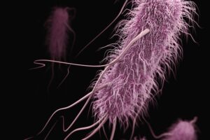 Recherche : les bactéries, de minuscules laboratoires d’innovations génétiques