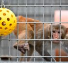 Les États-Unis mettent fin aux recherches médicales impliquant des singes : une décision historique et controversée