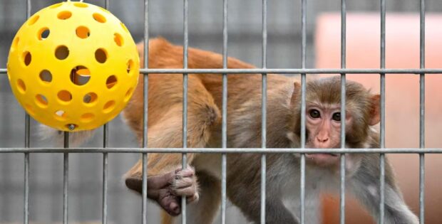 Les États-Unis mettent fin aux recherches médicales impliquant des singes : une décision historique et controversée