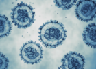 Hantavirus : la recherche française se mobilise face à l’arrivée du virus en Europe