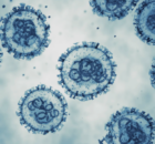 Hantavirus : la recherche française se mobilise face à l’arrivée du virus en Europe