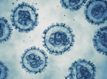 Hantavirus : la recherche française se mobilise face à l’arrivée du virus en Europe