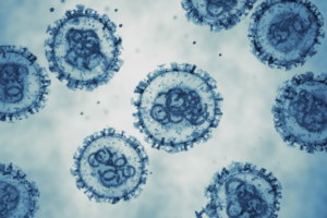 Hantavirus : la recherche française se mobilise face à l’arrivée du virus en Europe