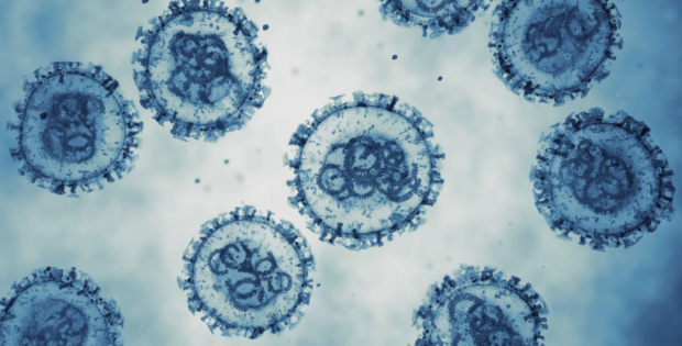 Hantavirus : la recherche française se mobilise face à l’arrivée du virus en Europe
